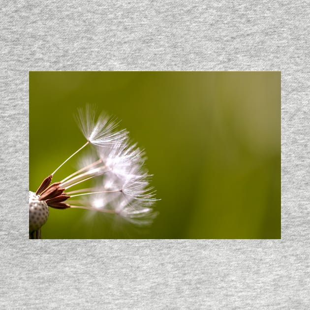 Close-up of dandelion seeds by blossomcophoto